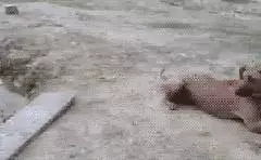 羞死人的10张图！你敢看吗？