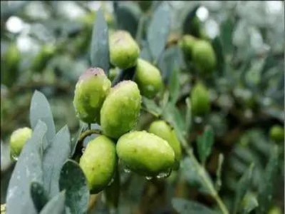 油橄榄变“黄金”橄榄油，用这个方法收入能增加十倍！