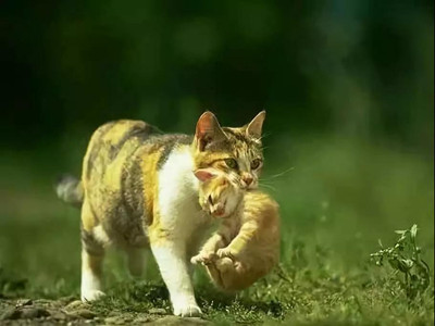 为什么掐住猫的后脖颈，它就冻住了？背后的原因你猜不到