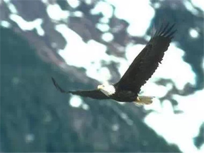 鹰的重生（百看不厌）