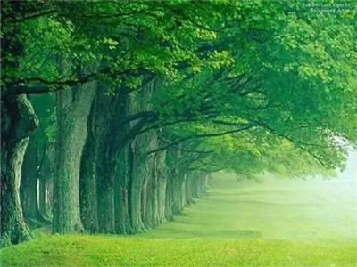 两棵树，你砍哪一棵？