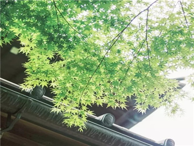 2019上半年最火的一首小诗 ( 美到骨子里 ! )