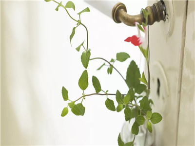 愿每个今天，永如初见